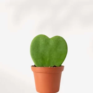 Hoya Heart