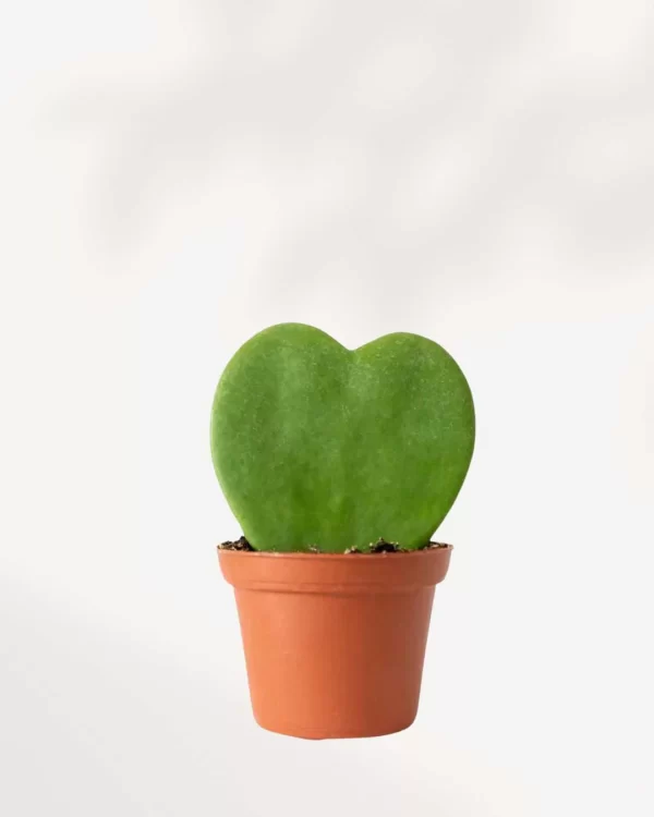 Hoya Heart