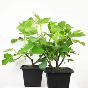 Italian Fig 10"
