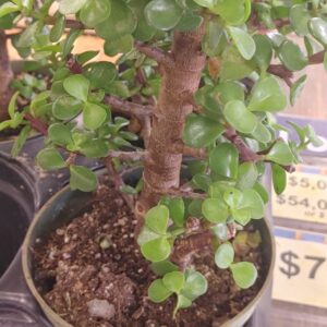 Jade Cone 6"