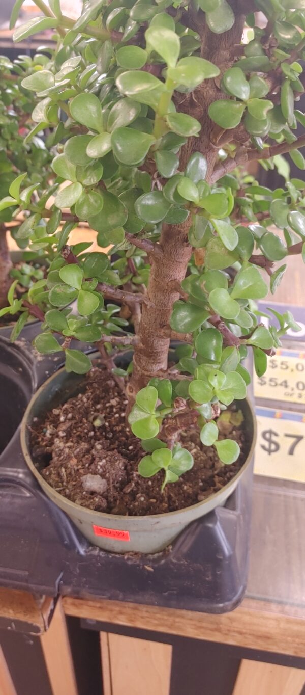 Jade Cone 6"