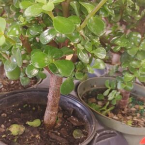 Jade Standard 6"