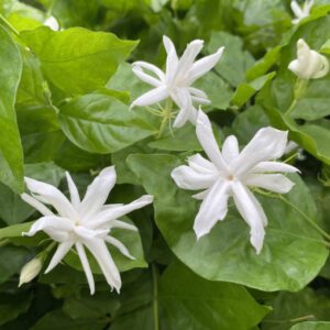 Jasmine Belle of India 6"