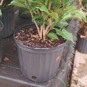 Jasmine Crepe 10"