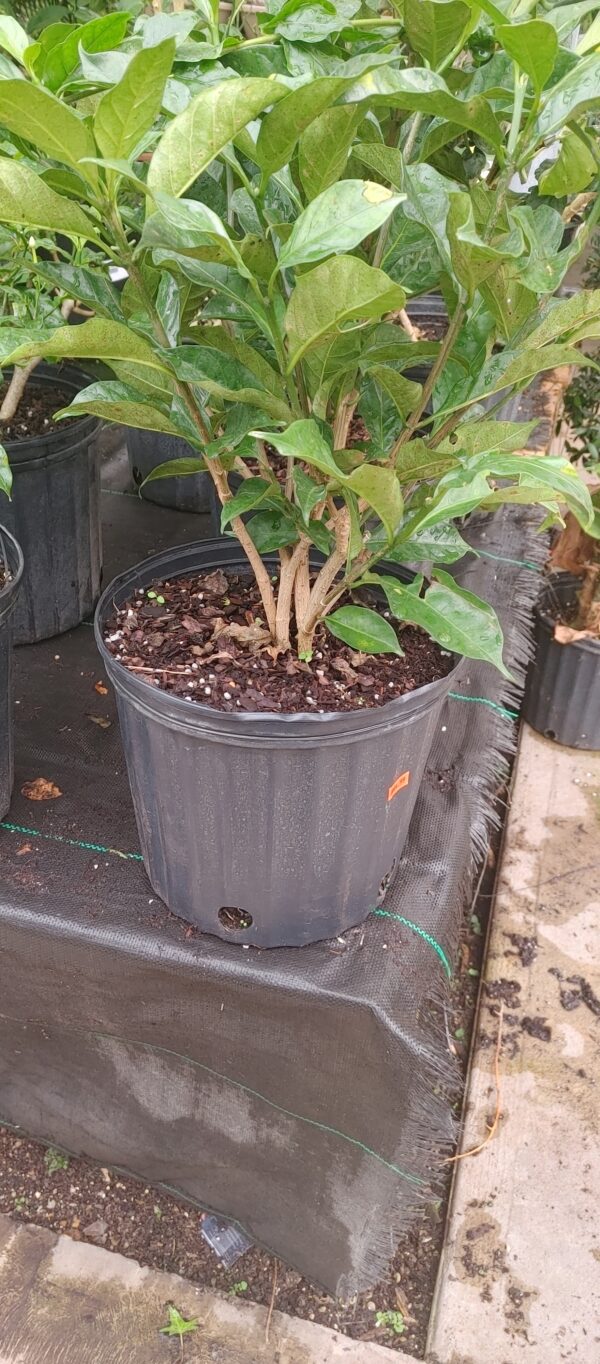 Jasmine Crepe 10"