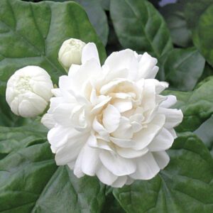 Jasmine Grand Duke 10"