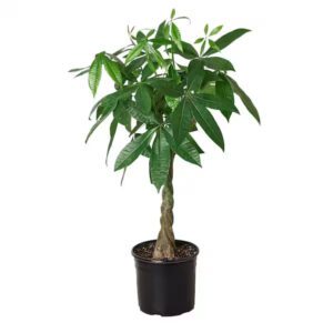 Money Tree 10"