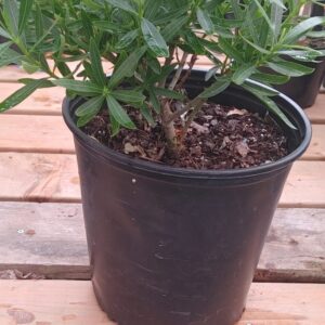 Oleander 10"