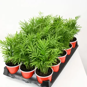 Parlour Palm 4"
