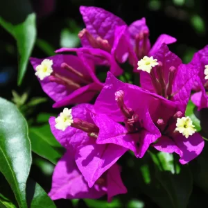 Bougainvillea 'Deep Purple' HB
