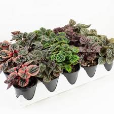 Peperomia 4"