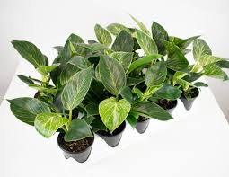 Philodendron - Birkin 4"