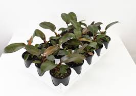 Philodendron - Black Cardinal 4"