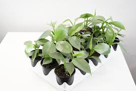 Philodendron - Hastatum Silver Sword 4"