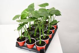 Philodendron - Monstera Split Leaf 4"