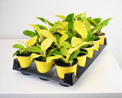 Philodendron - Moonlight 4"