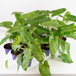 Philodendron - Paraiso Verde 4"
