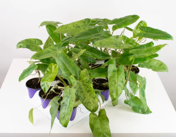 Philodendron - Paraiso Verde 4"