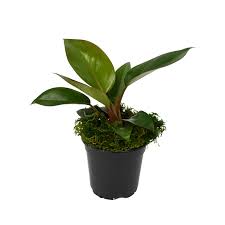 Philodendron - Red Congo 4"