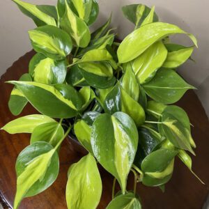 Philodendron Variegated 6"