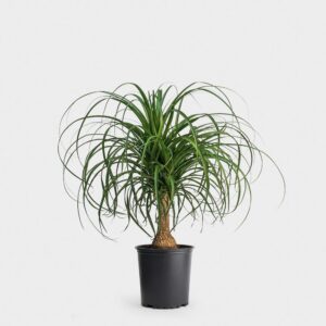Ponytail Palm 10"