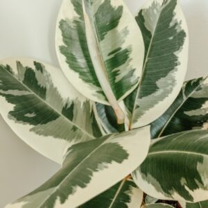 Rubber Tree Variegated 10"