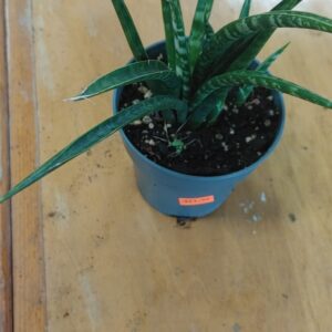 Spear Snake Plant 4"