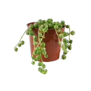 String of Pearls 2.5"