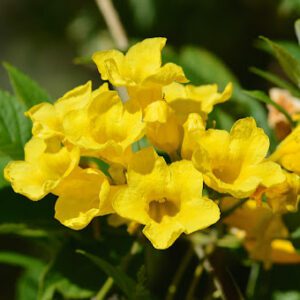 Tecoma 6"
