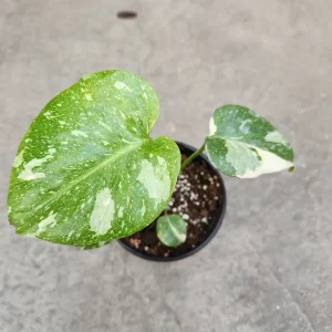 Thai Constellation Monstera