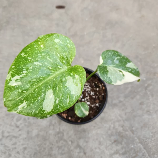 Thai Constellation Monstera