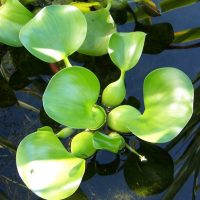 Water Hyacinth