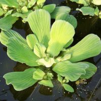 Water Lettuce