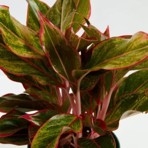 Aglaonema - Red Siam 5"