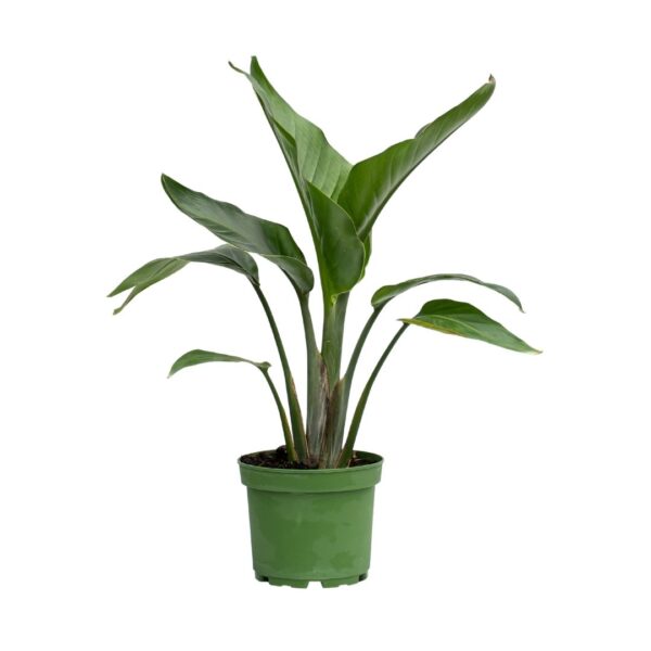 Bird of Paradise