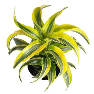 Dracaena Yellow Surprise