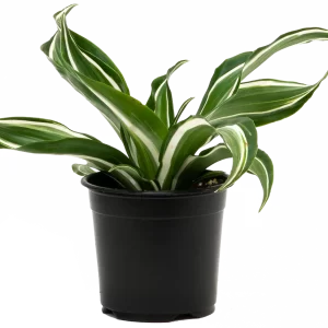Dracaena Jade Jewel