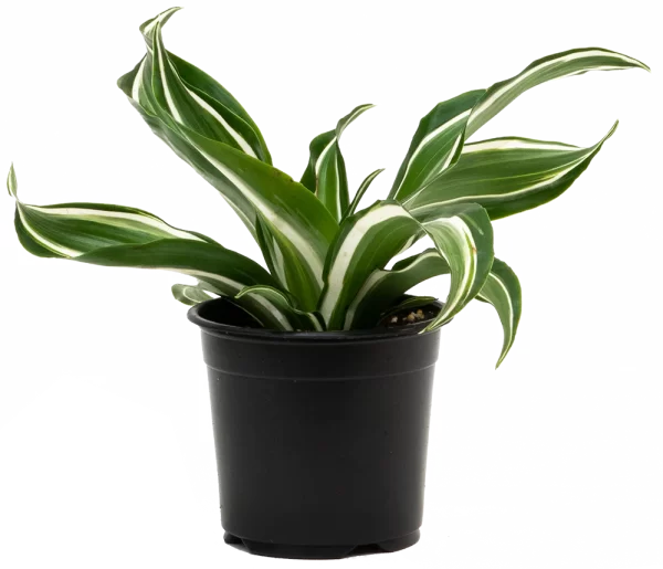 Dracaena Jade Jewel