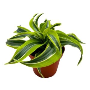 Dracaena Lemon Lime
