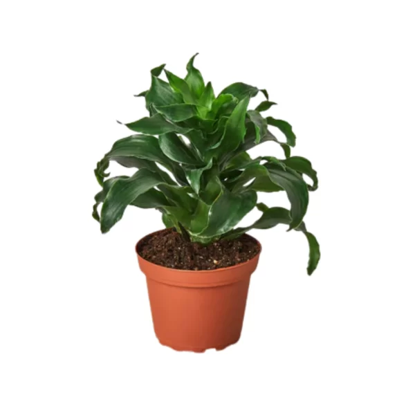 Dracaena Twister