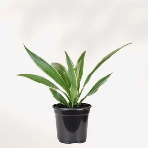 Dracaena Warnekii