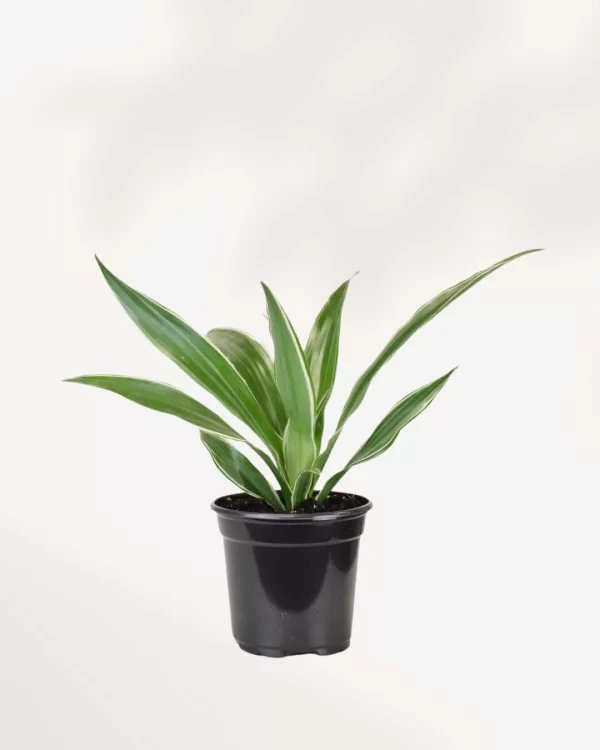 Dracaena Warnekii