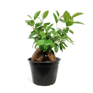 Ginseng Bonsai