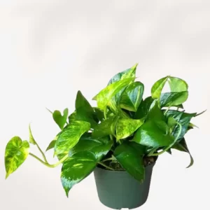 Golden Pothos