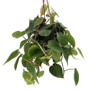 Heartleaf Philodendron Hanging Basket