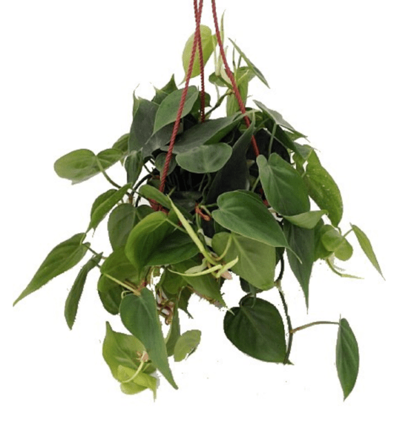 Heartleaf Philodendron Hanging Basket