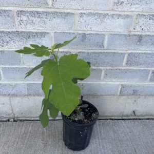 Italian Fig