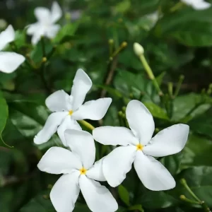 Jasmine Pinwheel 10"