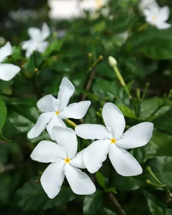 Jasmine Pinwheel 10"