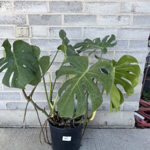 Monstera